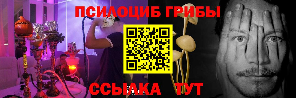 Галлюциногенные грибы Psilocybe Зима